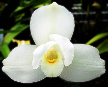 Flor Nacional de Guatemala