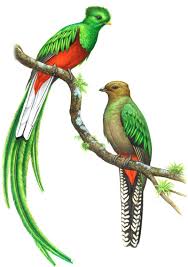 Ave Nacional de Guatemala Hembra y Macho