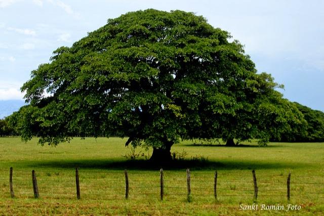Ceiba: árbol nacional de Guatemala 